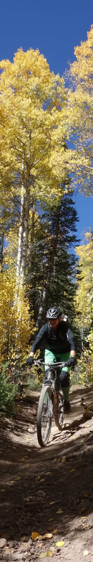 Birken Wälder – Aspen Trees